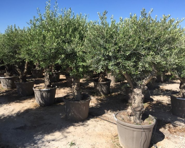 Olijfboom - Olea europaea Lechin